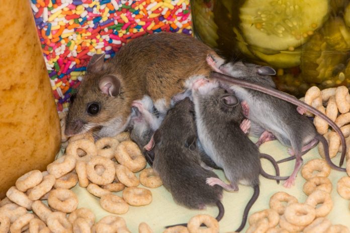 How to get rid of mice?