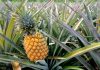 How does pineapple grow? How do pineapples grow